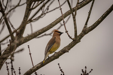 Cedar Waxwing perched on a tree branch