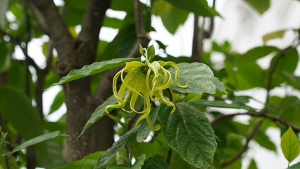 Obraz premium Ylang-ylang, a tree with magnificently fragrant flowers