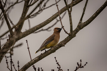 Cedar Waxwing perched on a tree branch