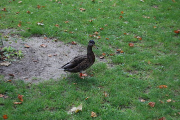 canard
