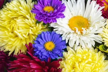 beautiful and bright background of aster flowers