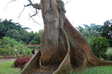 vieil arbre dans un parc en Guadeloupe