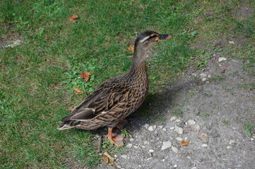 canard