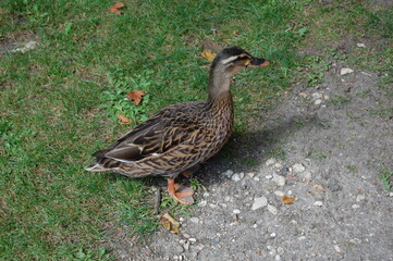canard