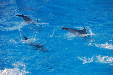 Fototapeta premium dauphins