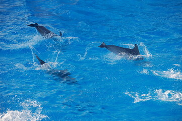 dauphins