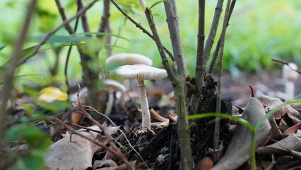  Leucoagaricus leucothites mushroom in the forest