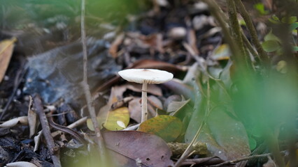 mushrooms in the forest