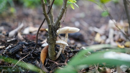  Leucoagaricus leucothites mushroom in the forest