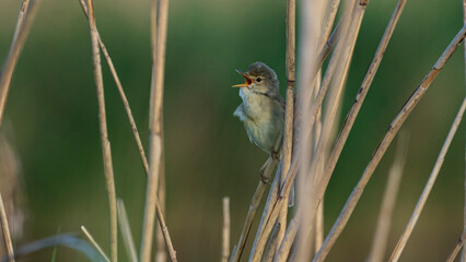 singing reed warbler