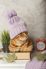 Portrait of a Bengal cat in a hat with a book and autumn leaves.