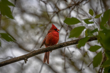 Male Northern cardinal perched on a tree branch