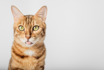 Portrait of a Bengal shorthair cat close-up on a white background.