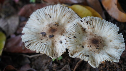 mushrooms in the forest
