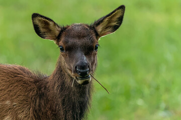 Closeup of Elk Calf