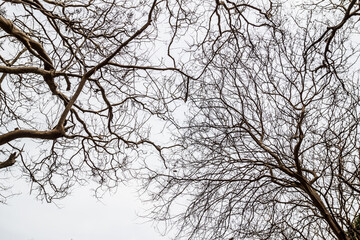 Fototapeta na wymiar Bare tree branches on a white background