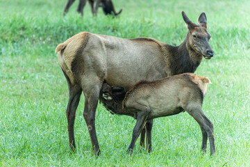 Elk Calf Nursing from mother cow