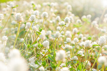 Beautiful white little flowers field with sunlight