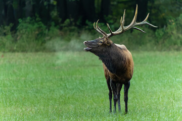 Bulk Elk Bugling Fog Breath