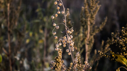 Beautiful withered plant. Autumn plants. Autumn landscape.