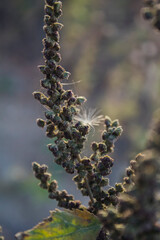 Beautiful withered plant. Autumn plants. Autumn landscape.
