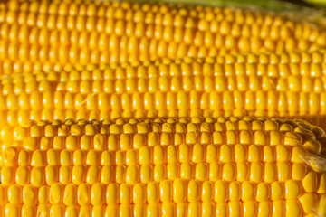 Corn on the cob. Golden corn close up. Autumn harvesting. Corn seeds in sunlight. Organic vegetables. Ripe sweetcorn. Maize harvest.