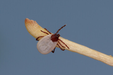 Tique du hérisson (Ixodes hexagonus)