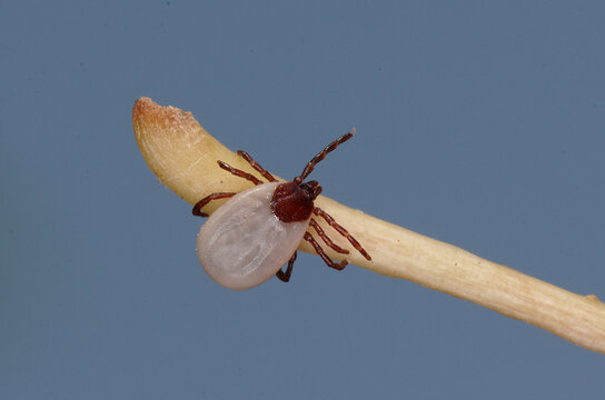 Tique du h&eacute;risson (Ixodes hexagonus)