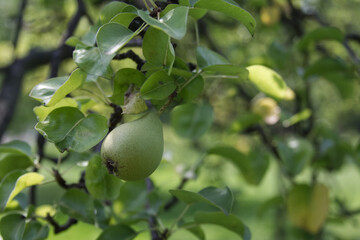 Green pear hanging on a branch in the garden close-up