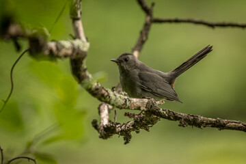 Gray Catbird perched on a tree branch