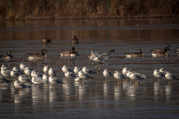 Fototapeta premium Seagulls and Canada Geese on the frozen water of the marsh