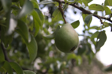 Green pear hanging on a branch in the garden close-up