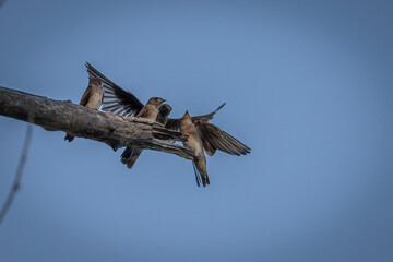 Adult Northern Rough-winged Swallows feed their young