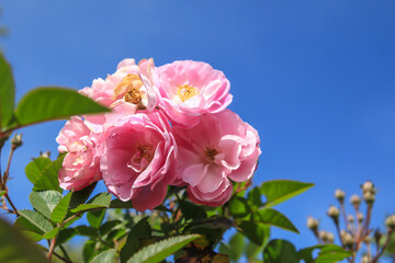 Obraz premium pink rose with blue sky