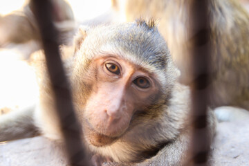 Monkey sitting in cage