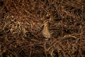 Wilson Snipe in the dried grass