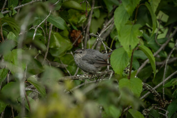 Gray Catbird fledgling perched on a tree branch