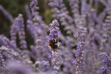 A bee sits on a purple twig of Petrovskia Blue Spire close-up