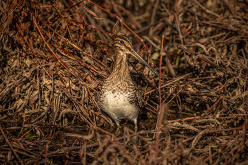 Wilson Snipe in the dried grass