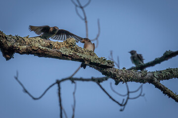 Northern Rough-winged Swallows feed their young