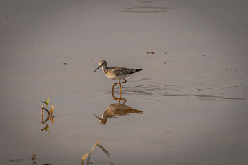 Lesser Yellowlegs Sandpiper forges for food