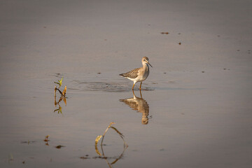 Lesser Yellowlegs Sandpiper forges for food