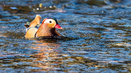 mandarin duck on river