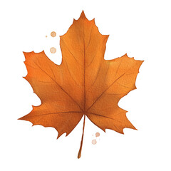 Maple Leaf Watercolor Isolated