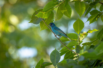 Indigo Bunting perched on a tree branch
