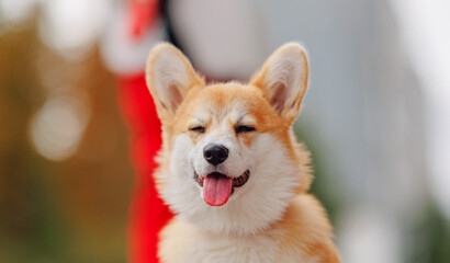 Happy corgi dog pembroke stuck out tongue, autumn cheerful mood