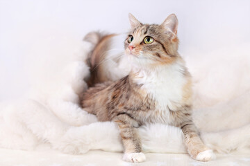 Obraz premium Cute Cat looks up while. Beautiful Kitten rests on light fur. Cat close-up on a white background. Kitten with big green eyes. Pet. Without people. Copy space. Animal background. 