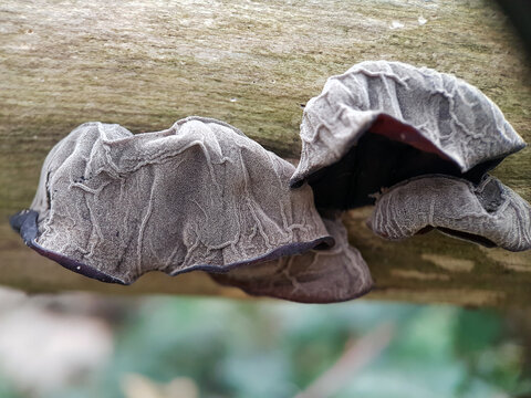 Macro jelly ear fungus mushroom woodland 