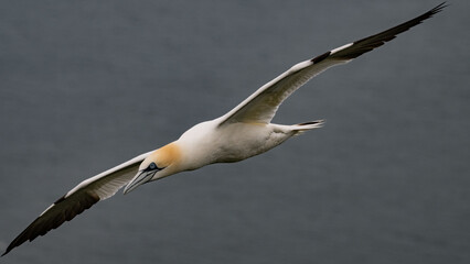 Gannet in Flight, Bempton