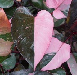 Beautiful pink and dark green half moon leaf of Philodendron Pink Princess © Khairil